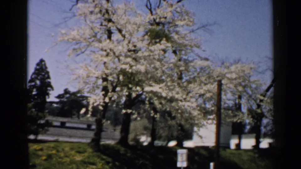 1952 Japan home-movie frame of a blossoming roadside tree, green grass, a utility pole, low wall, and bright blue sky.