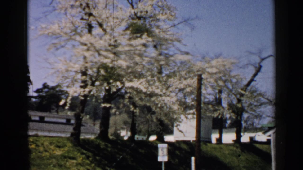 White flowering trees beside a quiet street with signs, utility poles, and low buildings.
