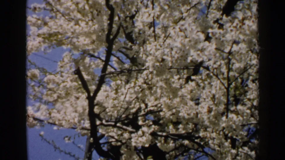 1952 Japan home-movie frame focusing on dense white dogwood blossoms and dark branches against a clear blue sky.