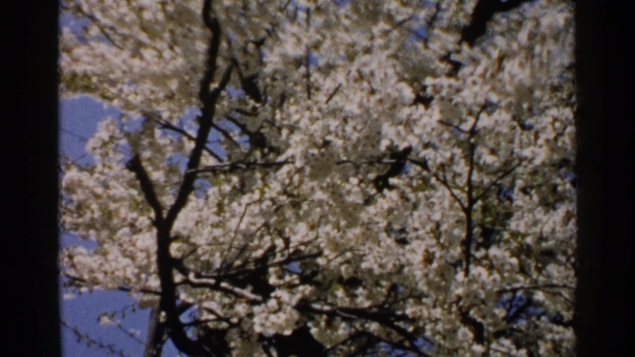 White blossoms fill tree branches against patches of blue sky.