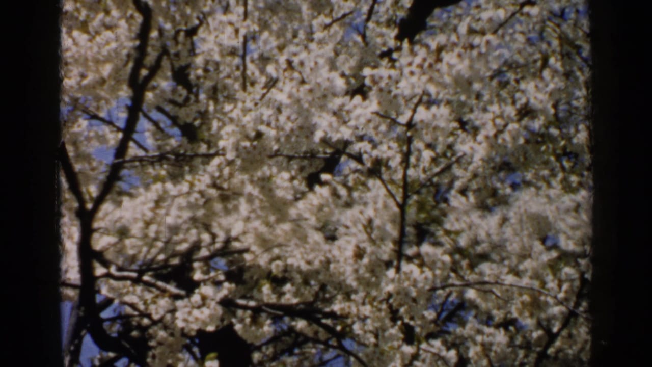 Dense white blossoms and dark tree limbs fill the frame, with blue sky showing through in the 1952 Japan footage.