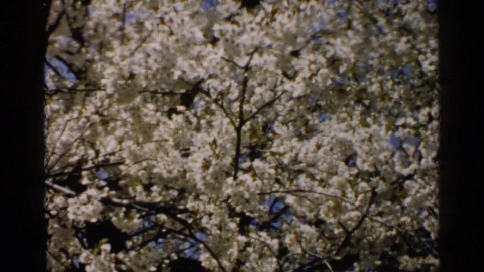 A low-angle home-movie frame shows white blossoms, dark branches, and leafy clusters swaying in Japan, according to metadata.