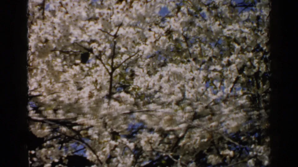 White blossom clusters cover the tree canopy in this 1952 Japan 8mm frame, with branches silhouetted against sky.