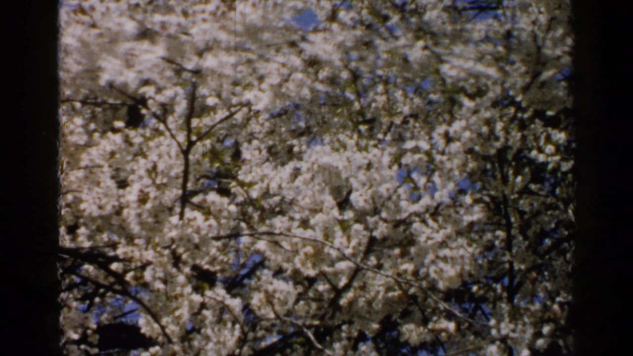 White blossoms on dark tree branches against blue sky.