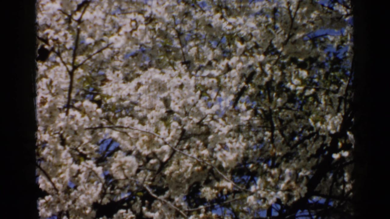 A dense flowering tree canopy in Japan, recorded on 8mm film, with white blossoms and blue sky behind the branches.