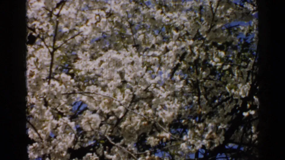 A dense flowering tree canopy in Japan, recorded on 8mm film, with white blossoms and blue sky behind the branches.