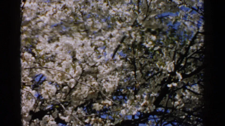 Vintage 8mm home-movie frame of a flowering tree in Japan, with pale blossoms, dark limbs, and blue sky visible through the canopy.