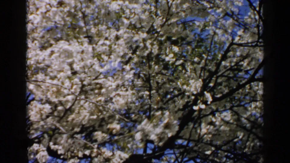 Final 8mm frame showing white blossoms and branching limbs against blue sky, consistent with the 1952 Japan home-movie metadata.