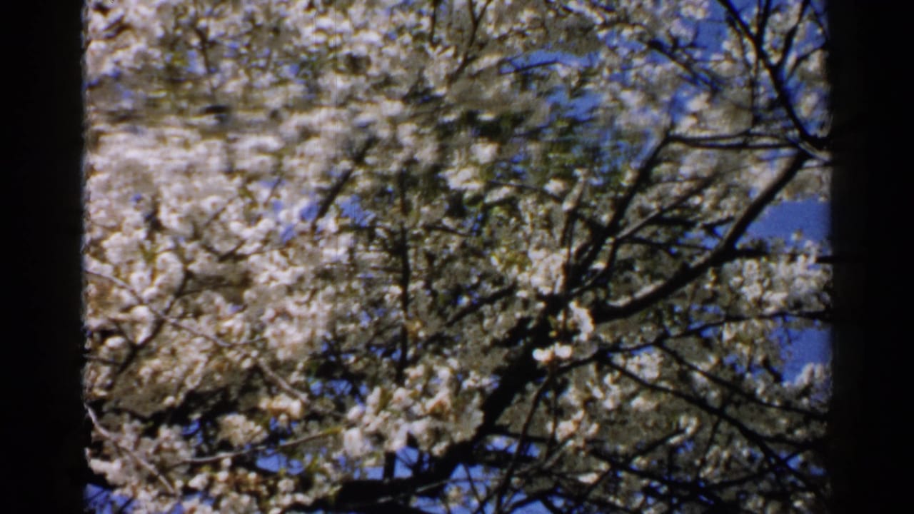 White blossoms and dark branches against a blue sky.