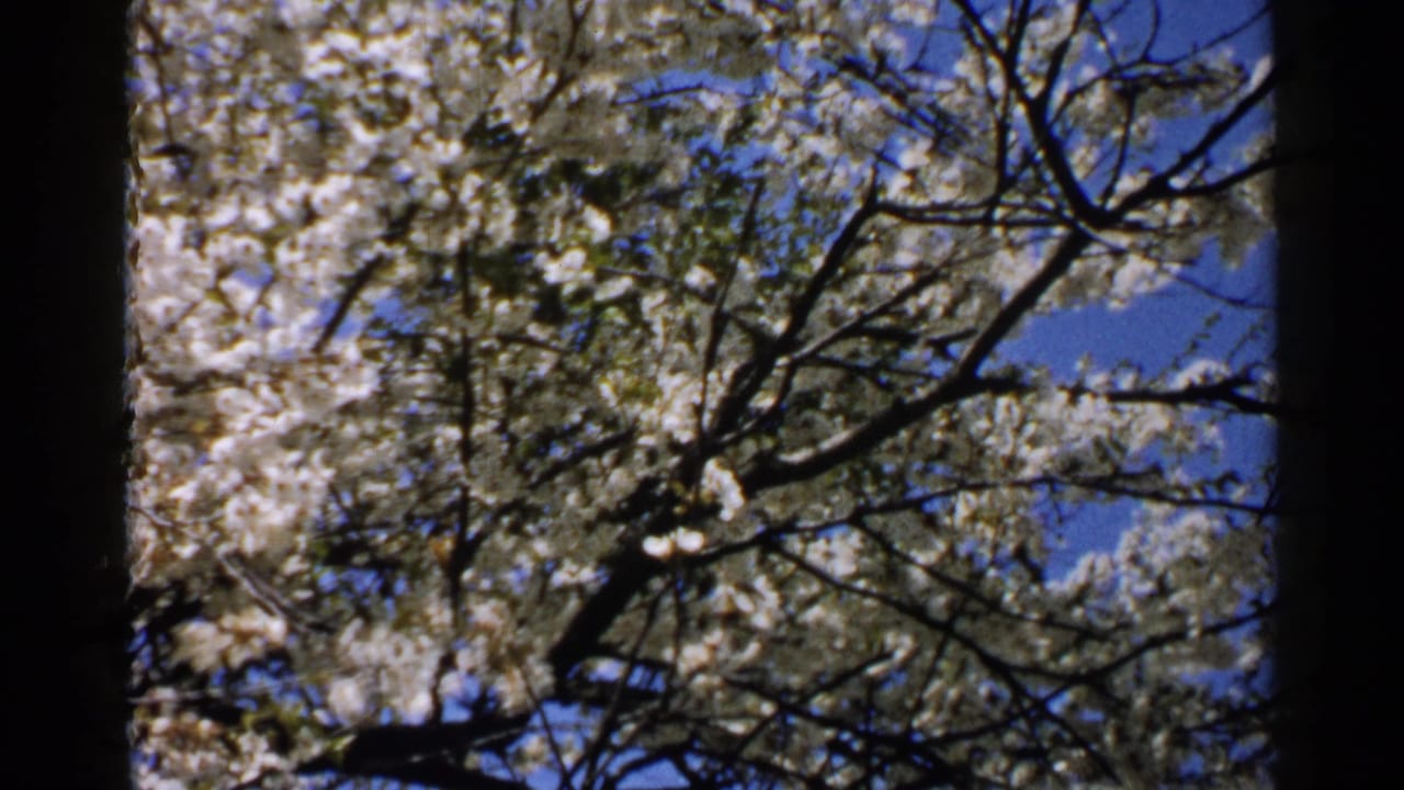 Flowering tree branches fill the frame against blue sky.