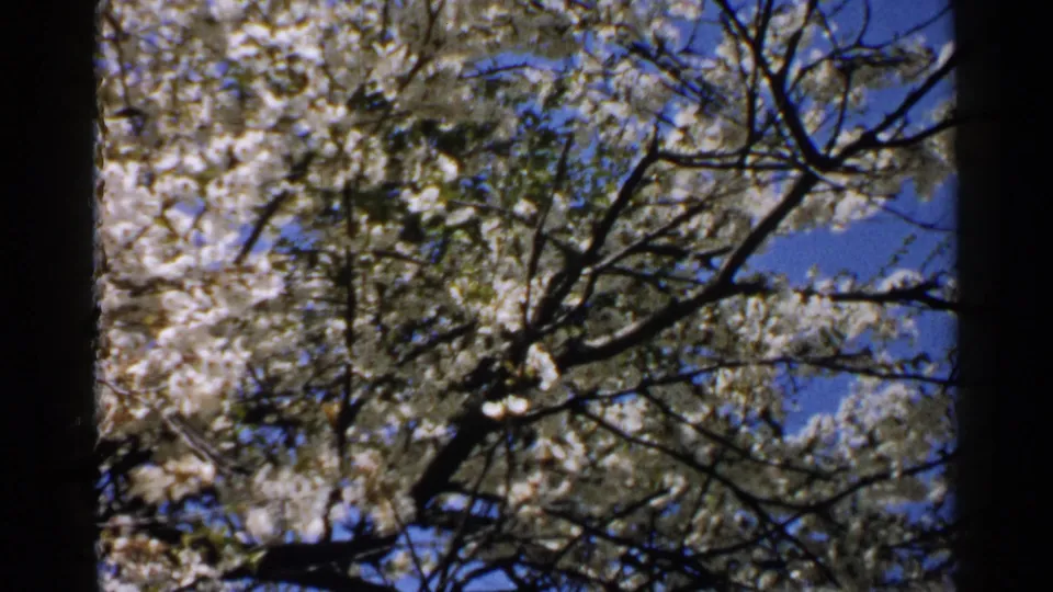 Home-movie view of blossom-covered branches in Japan, with blue sky visible through the canopy and soft 8mm texture.