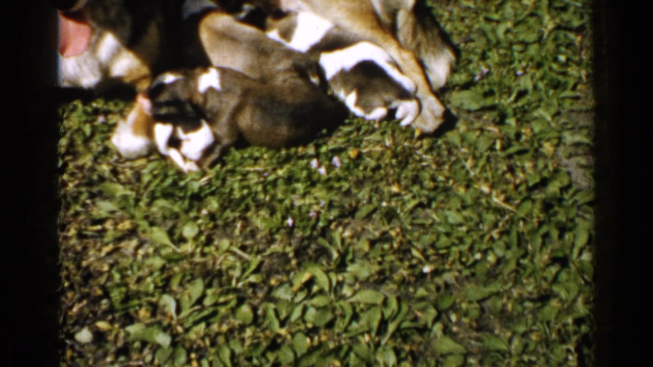 Mother dog nursing small puppies on grass in a 2x2 contact-sheet frame.