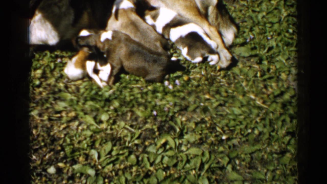 Puppies gathered against a lying mother dog on grass.
