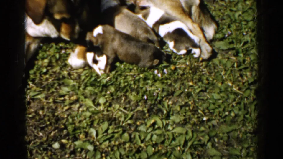 1952 Japan 8mm still showing a mother dog stretched along the top of the frame as puppies nurse on grass.