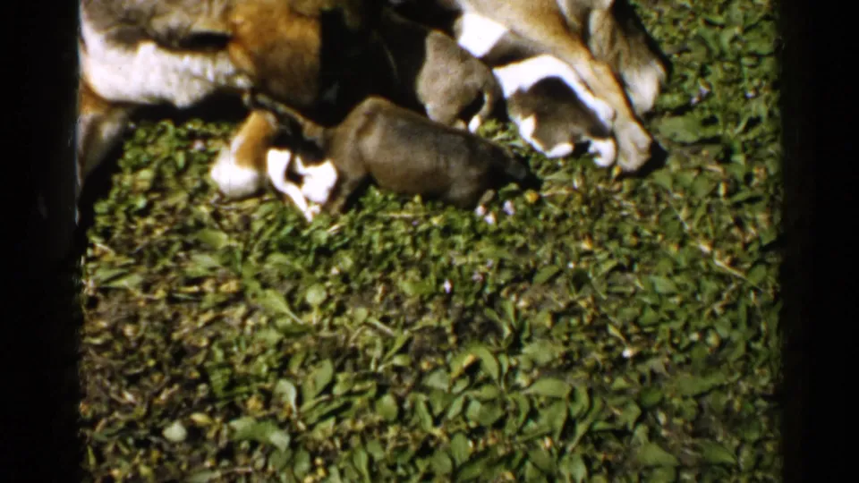 1952 Japan home-movie frame with the mother dog partly cropped as puppies cluster around her on sunlit grass.