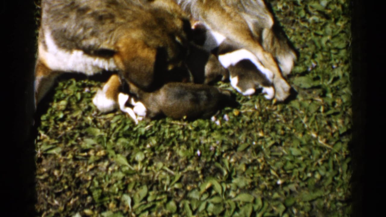 Mother dog lying on grass while several puppies nurse beside her.
