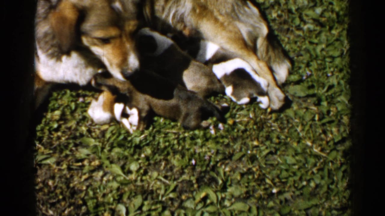 Mid-century 8mm frame from Japan showing a mother dog on grass with several brown and white puppies nursing close to her.