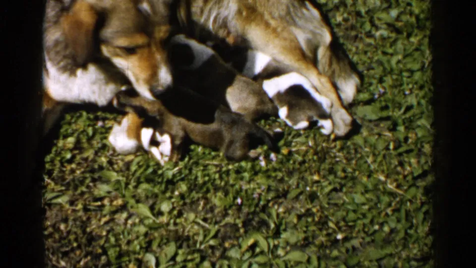 Mid-century 8mm frame from Japan showing a mother dog on grass with several brown and white puppies nursing close to her.
