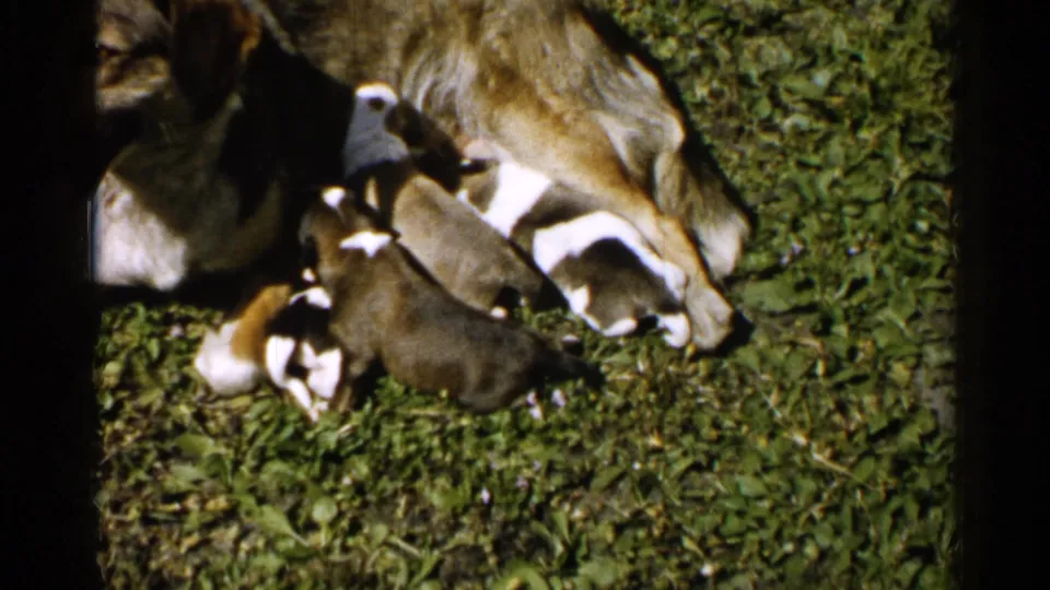 1952 Japan home-movie still with puppies clustered around a partially framed mother dog on a green grassy surface.