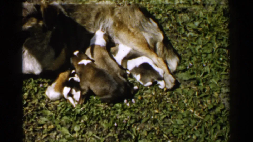 Final 1952 Japan 8mm frame showing puppies nursing close to a mother dog on grass, with visible dark borders from the scan.