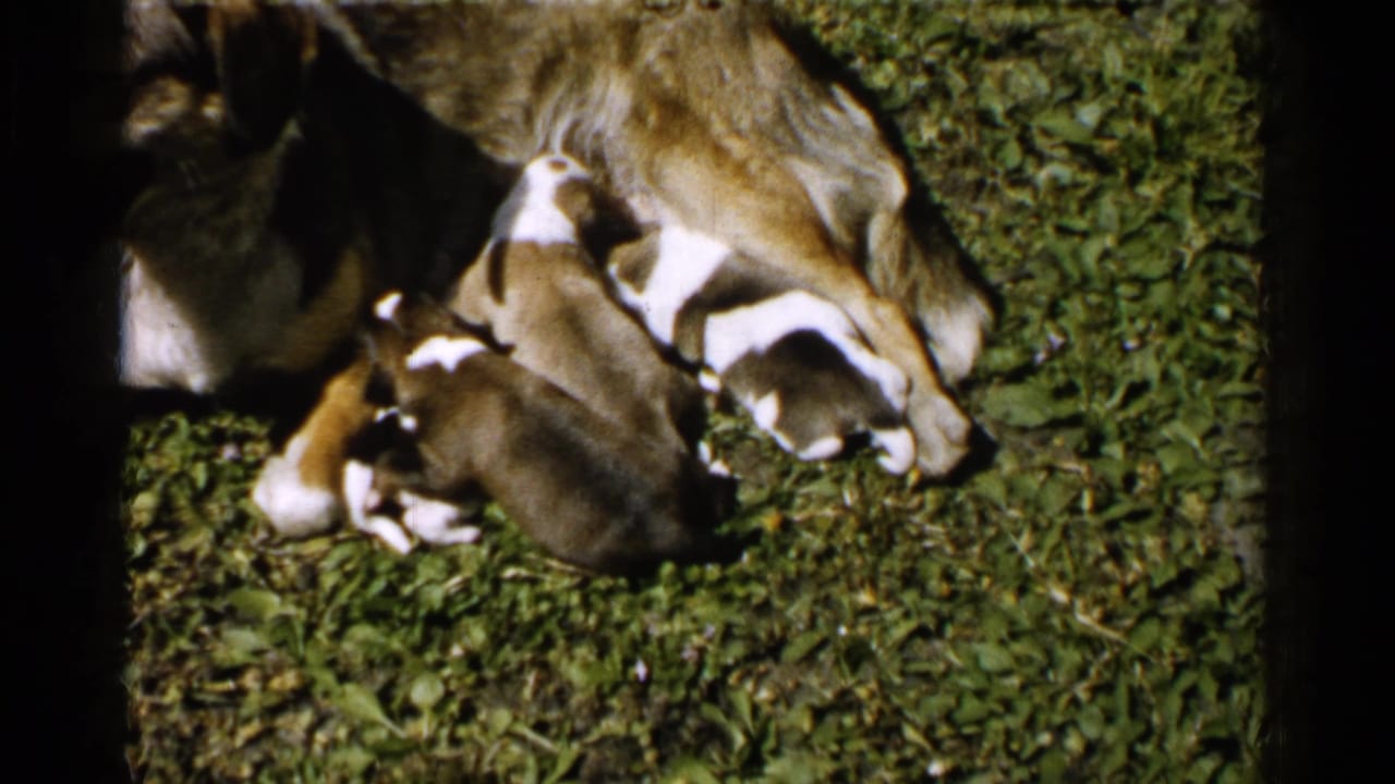 Mother dog lying on grass while brown and white puppies nurse beside her.