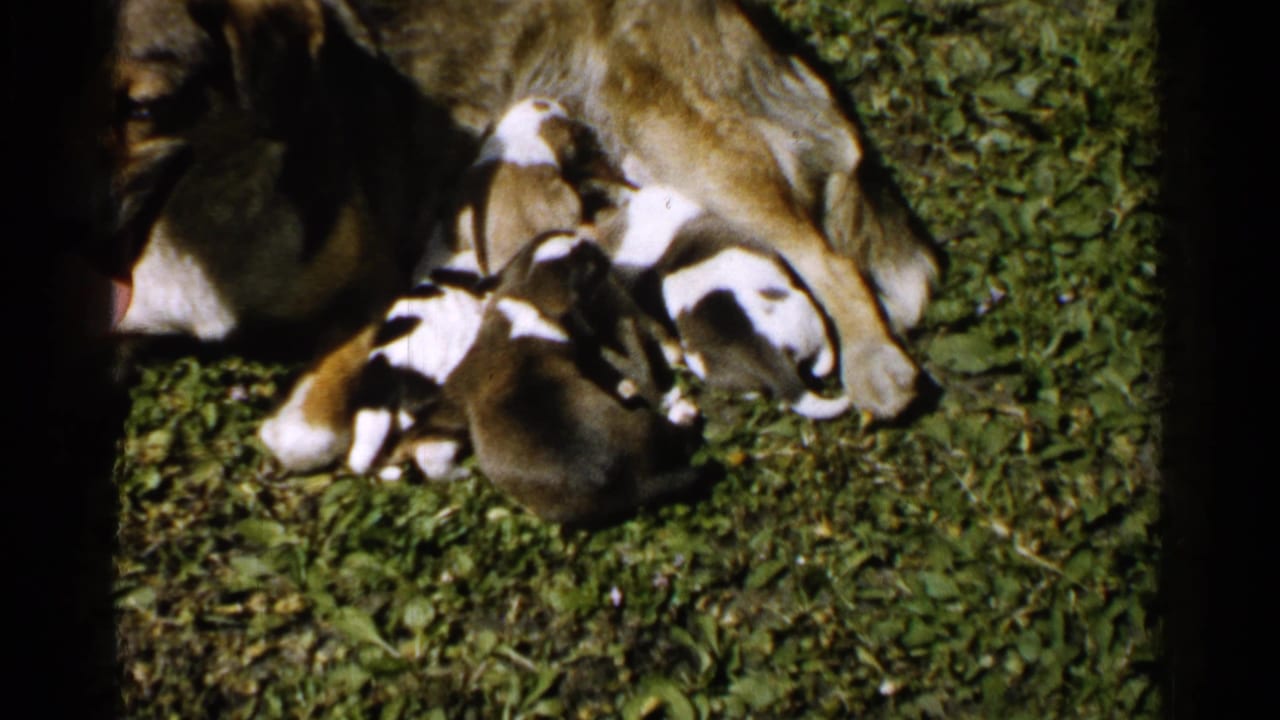 Puppies clustered against their mother on a grassy lawn.