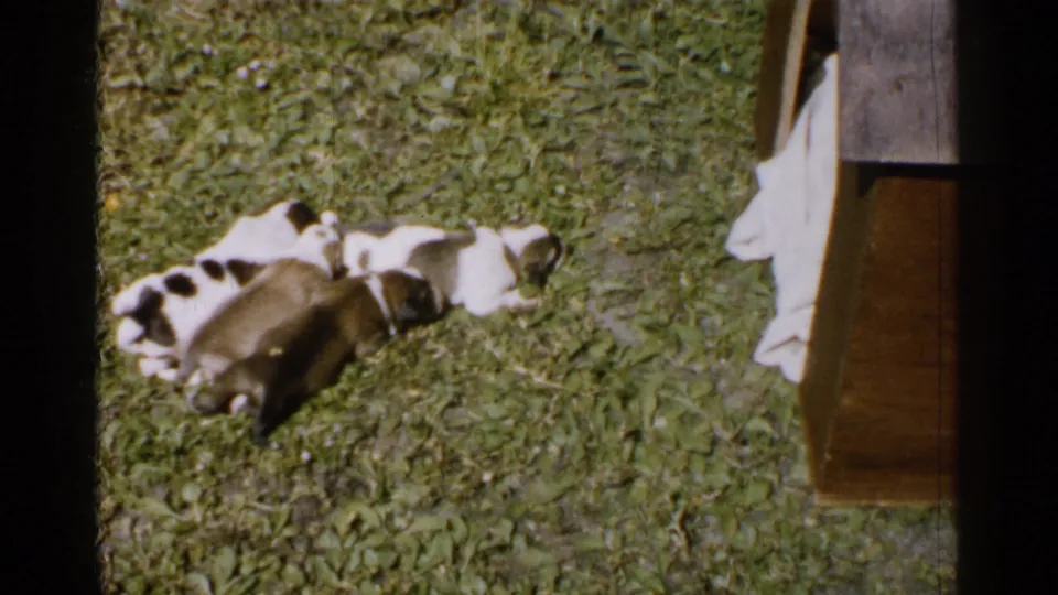The puppies lie together on the grass near a wooden edge, continuing the 1952 Japan home-movie scene after nursing.
