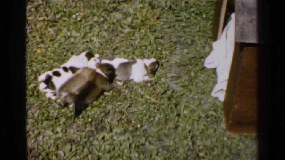 Brown and white puppies rest on a green lawn beside a wooden edge in faded 8mm footage identified as Japan, 1952.