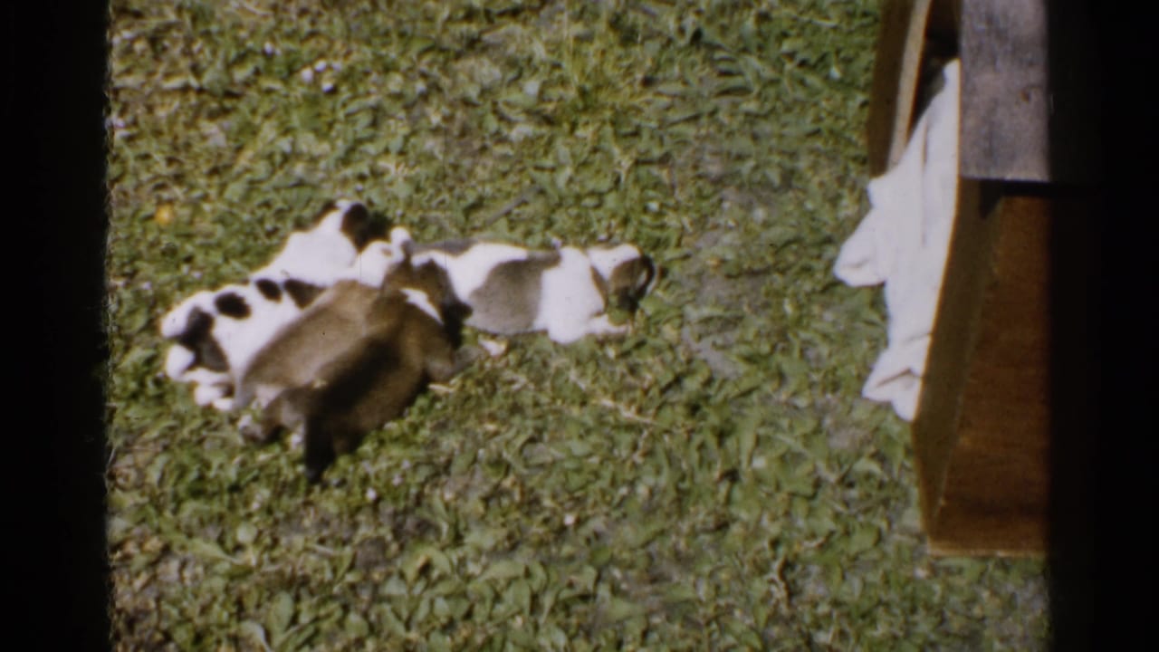 Several young puppies sleeping together on grass near a wooden structure.