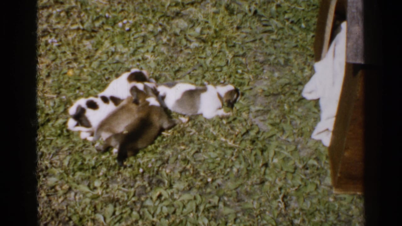 A cluster of small puppies, including white spotted and brown coats, rests on grass in the Japan 1952 footage.
