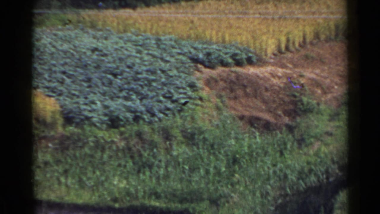 Terraced green and golden fields with an earthen path and dense vegetation.