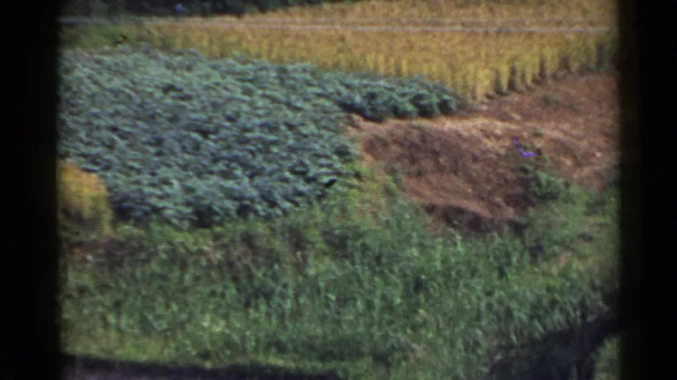 1953 Japan 8mm view of terraced farmland with green crops, golden field rows, and a narrow path across the slope.