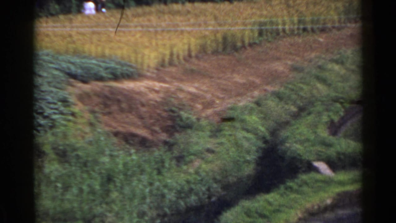 Sloped cultivated fields and vegetation beside a narrow rural path.