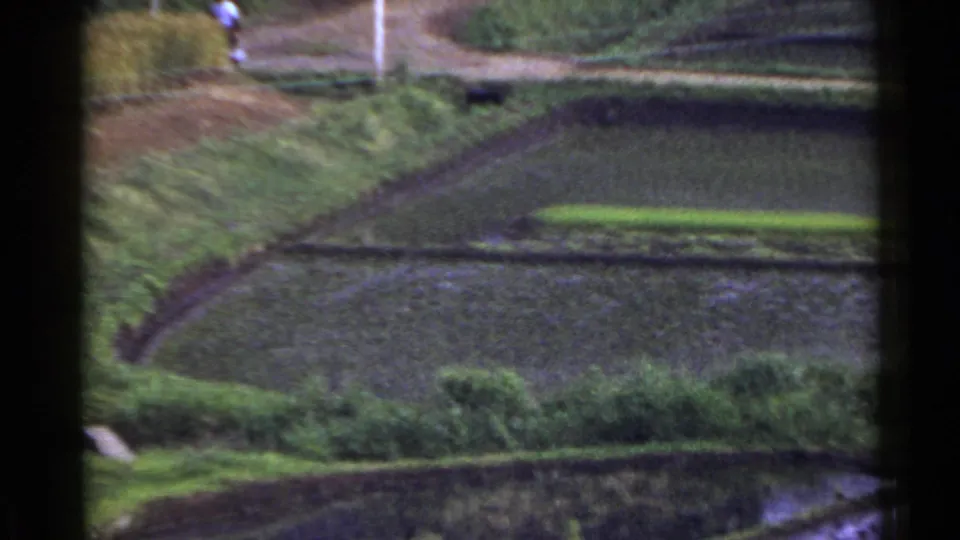 1953 Japan 8mm frame of water-filled rice paddies, grassy banks, cultivated plots, and a distant person near the path.