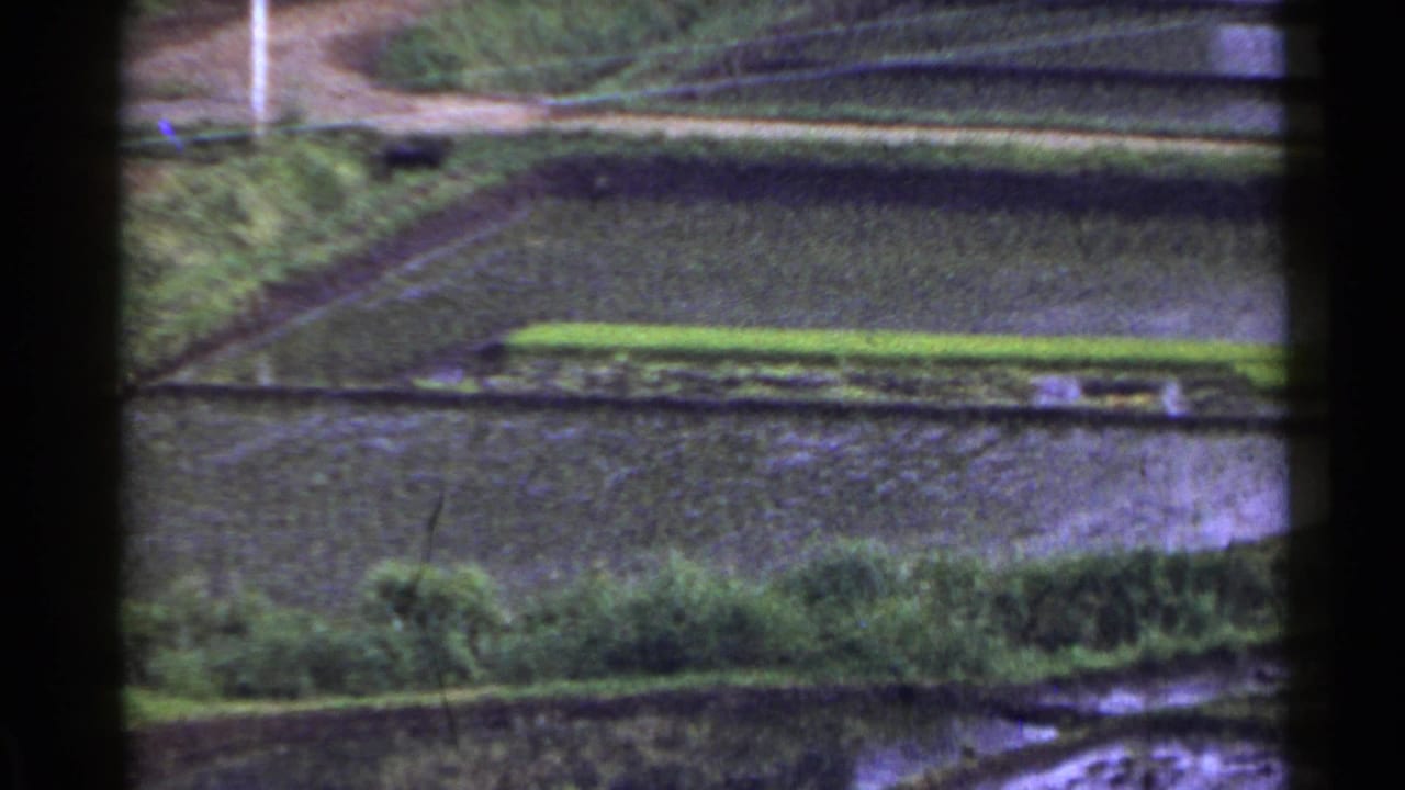 1953 Japan 8mm frame showing terraced rice paddies, reflective flooded plots, grassy banks, and a narrow path near the upper edge.