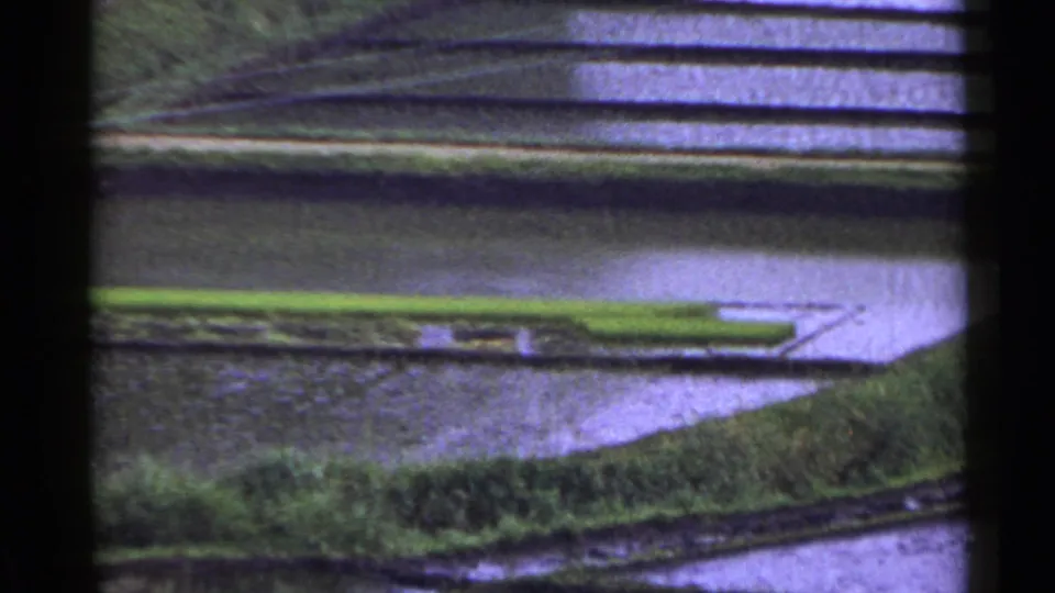 1953 Japan home-movie frame with reflective rice terraces, green shoots, earthen banks, and a pale path crossing the upper field edge.