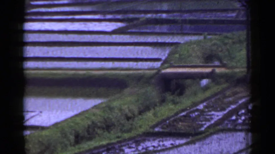 1953 Japan home-movie frame showing flooded terraces, a raised grassy bank, a water channel, and a small yellow object near the field edge.