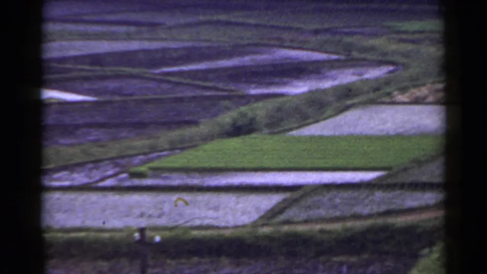 1953 Japan home-movie frame showing water-filled rice paddies, green plots, and dark foreground framing from a moving viewpoint.
