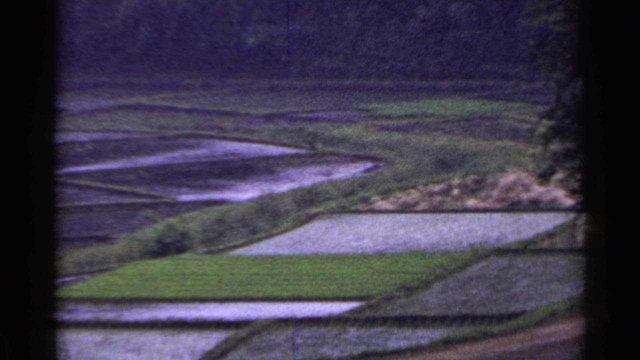 Reflective paddies and green fields divided by narrow earthen paths.