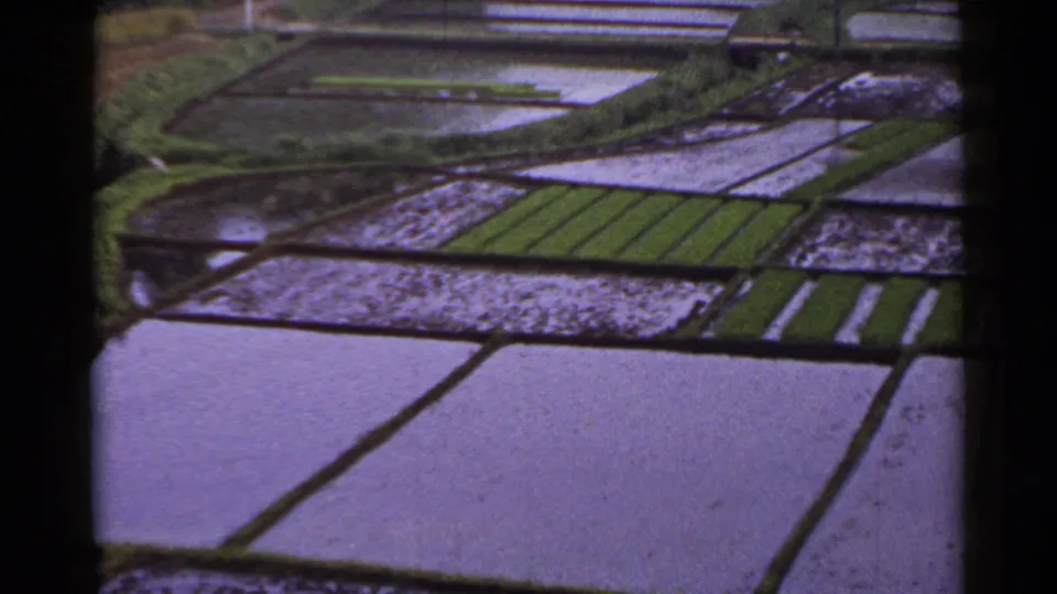 1953 Japan home-movie frame with a broader patchwork of rice paddies, reflective water, green strips, and narrow paths.