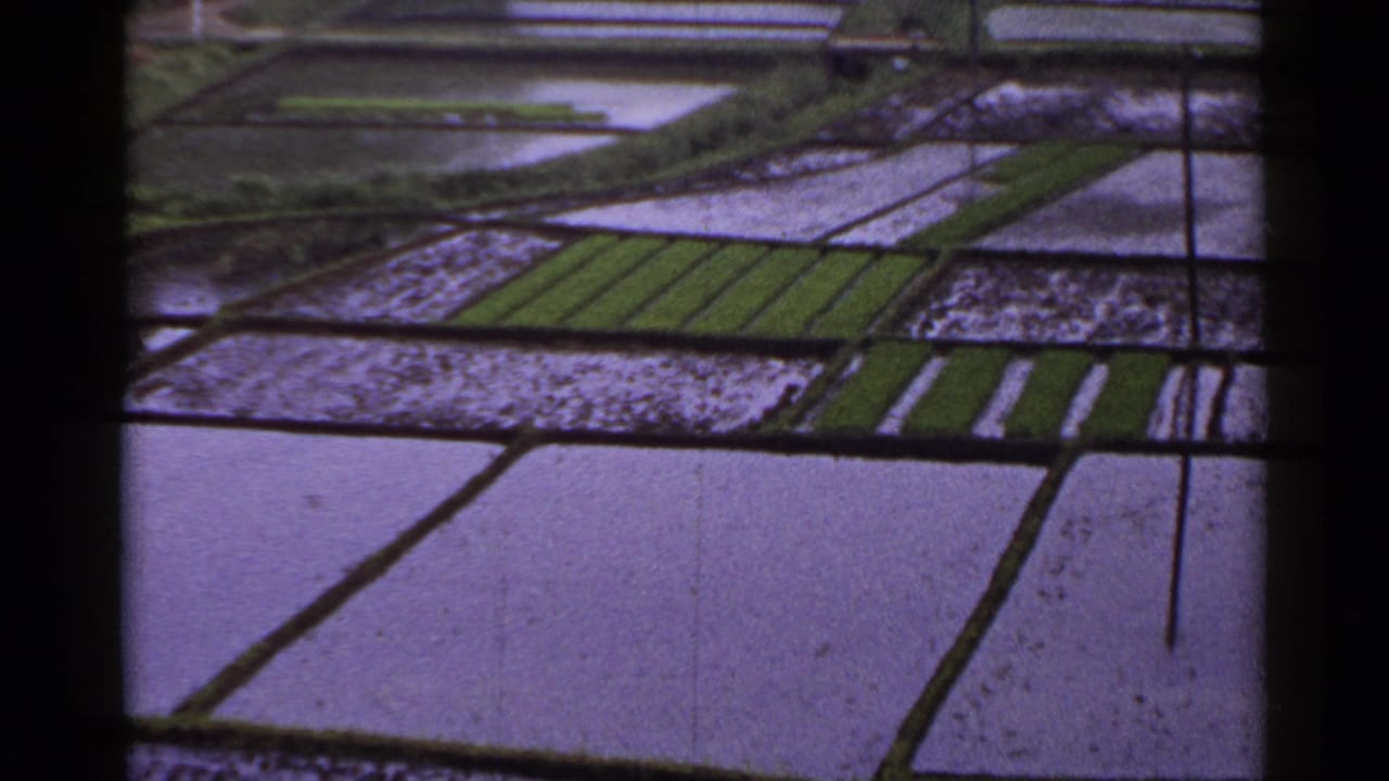 Terraced flooded rice fields with green planted rows and dark frame edges.
