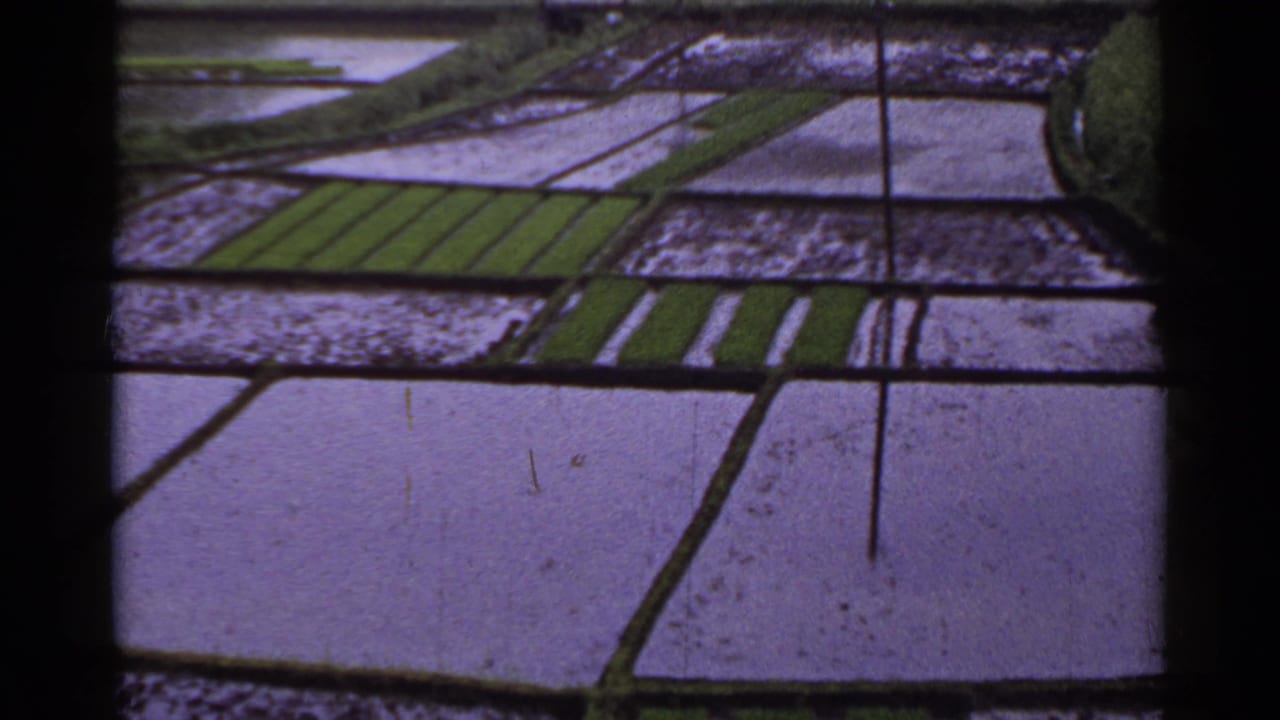 Flooded paddy rectangles divided by dark borders, with green rows near the center.