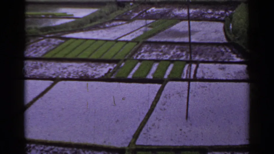 1953 Japan 8mm view of patterned rice paddies, showing reflective flooded plots and strips of young green rice plants.