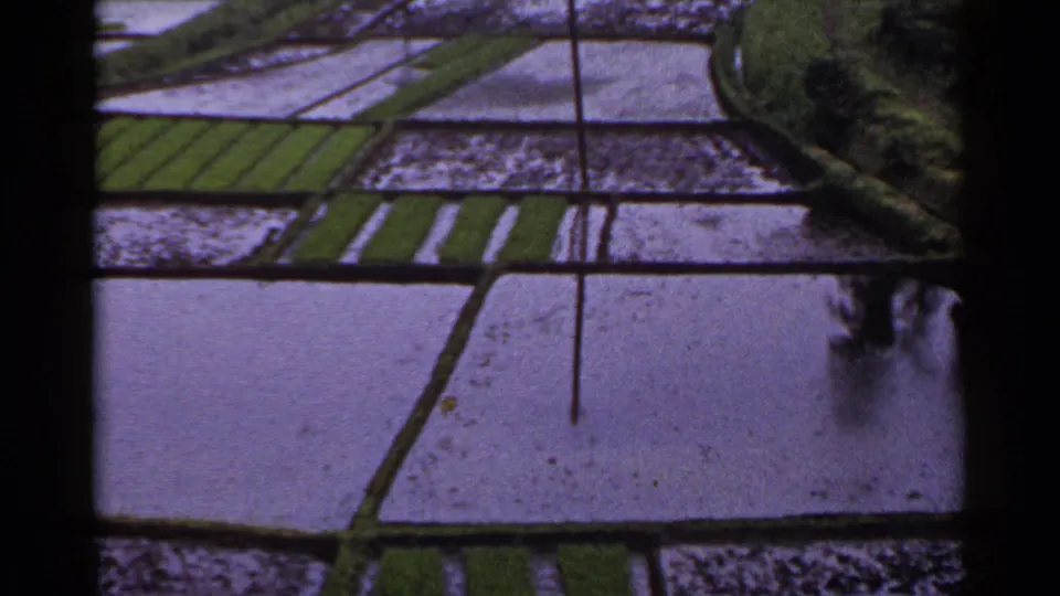1953 Japan home-movie frame of flooded terraced rice fields, green planted rows, and a darker vegetated slope at the right edge.