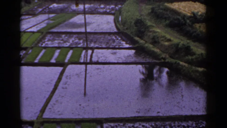 1953 Japan 8mm frame showing reflective rice paddies, planted green rows, earthen borders, and hillside vegetation at right.