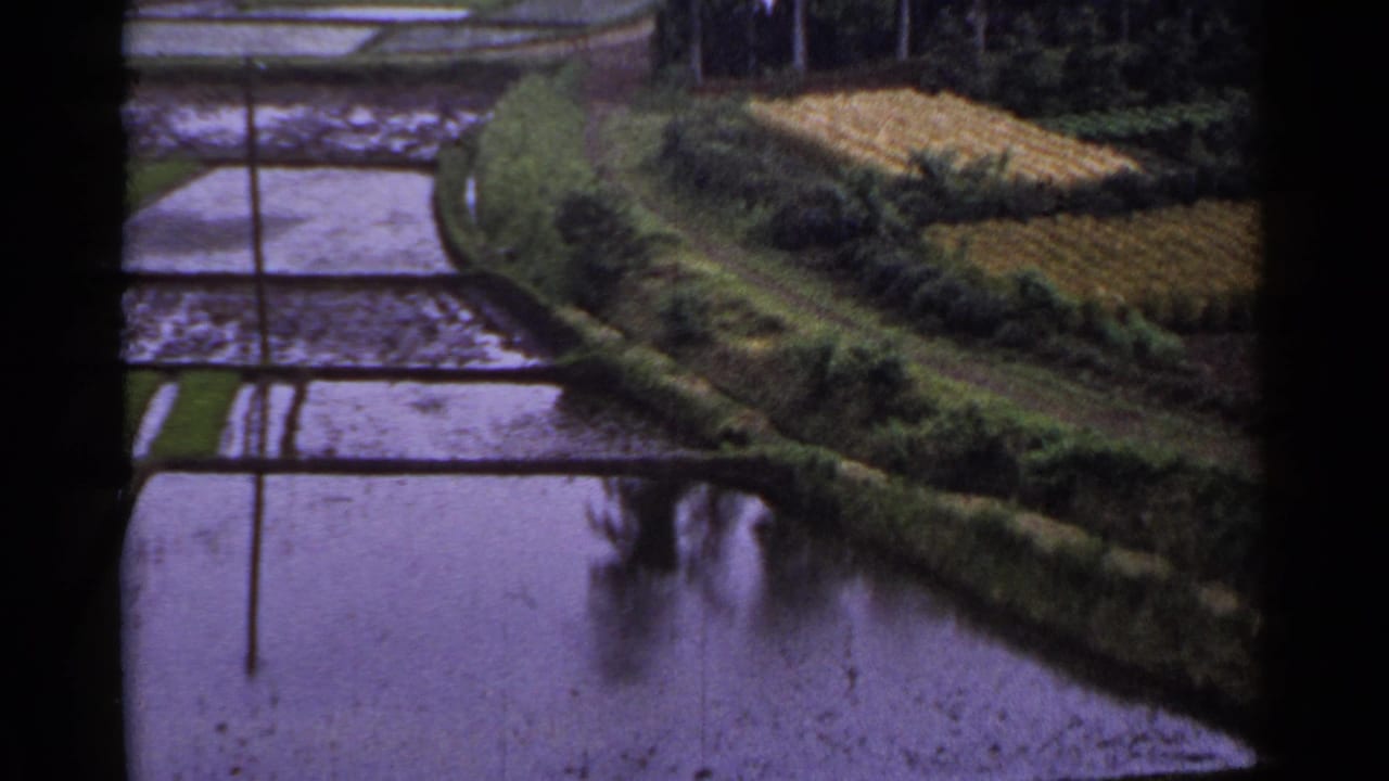 Water-filled rice paddies beside terraced fields and green embankments.