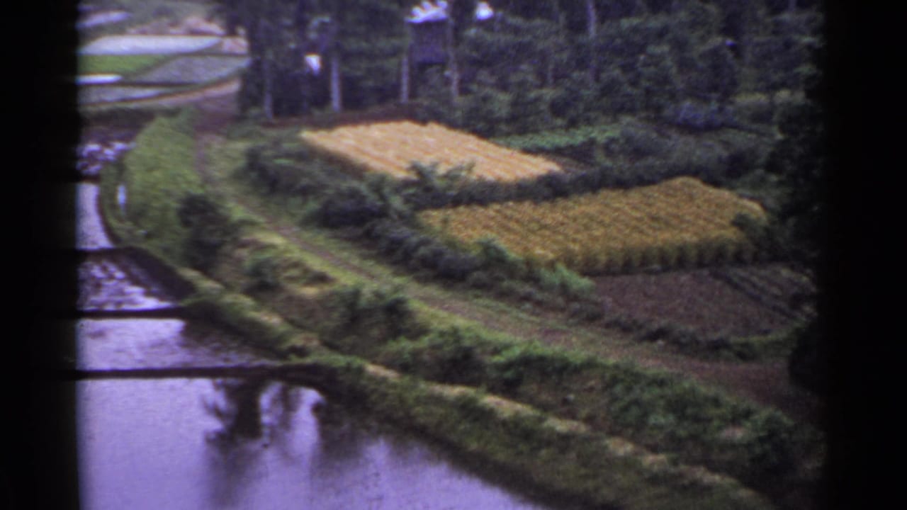 Curving irrigation channel beside golden fields and dense greenery.