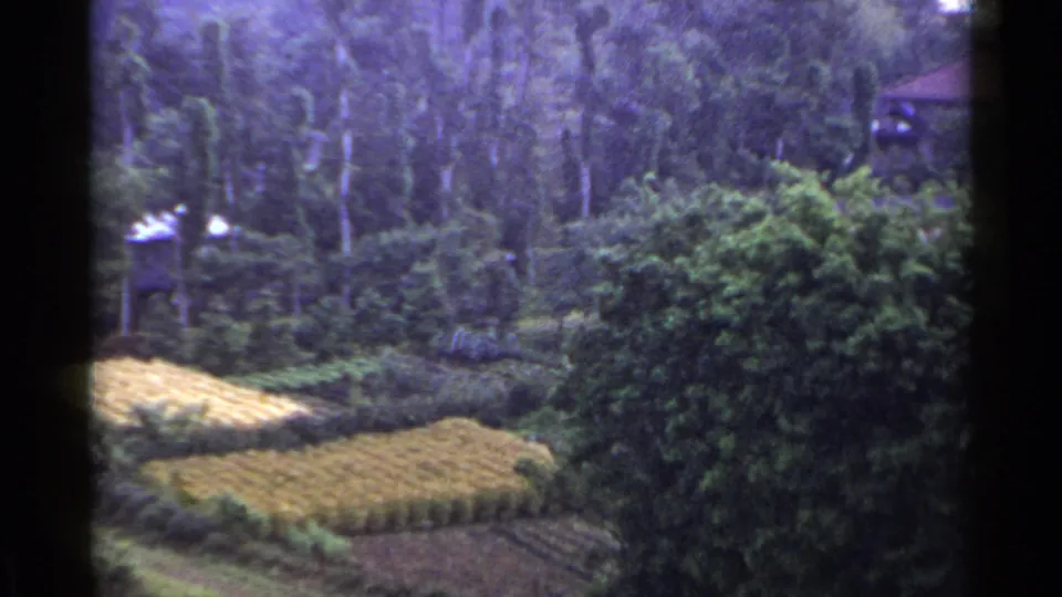 1953 Japan home-movie frame with terraced fields partly obscured by dense vegetation and a wooded hillside beyond.