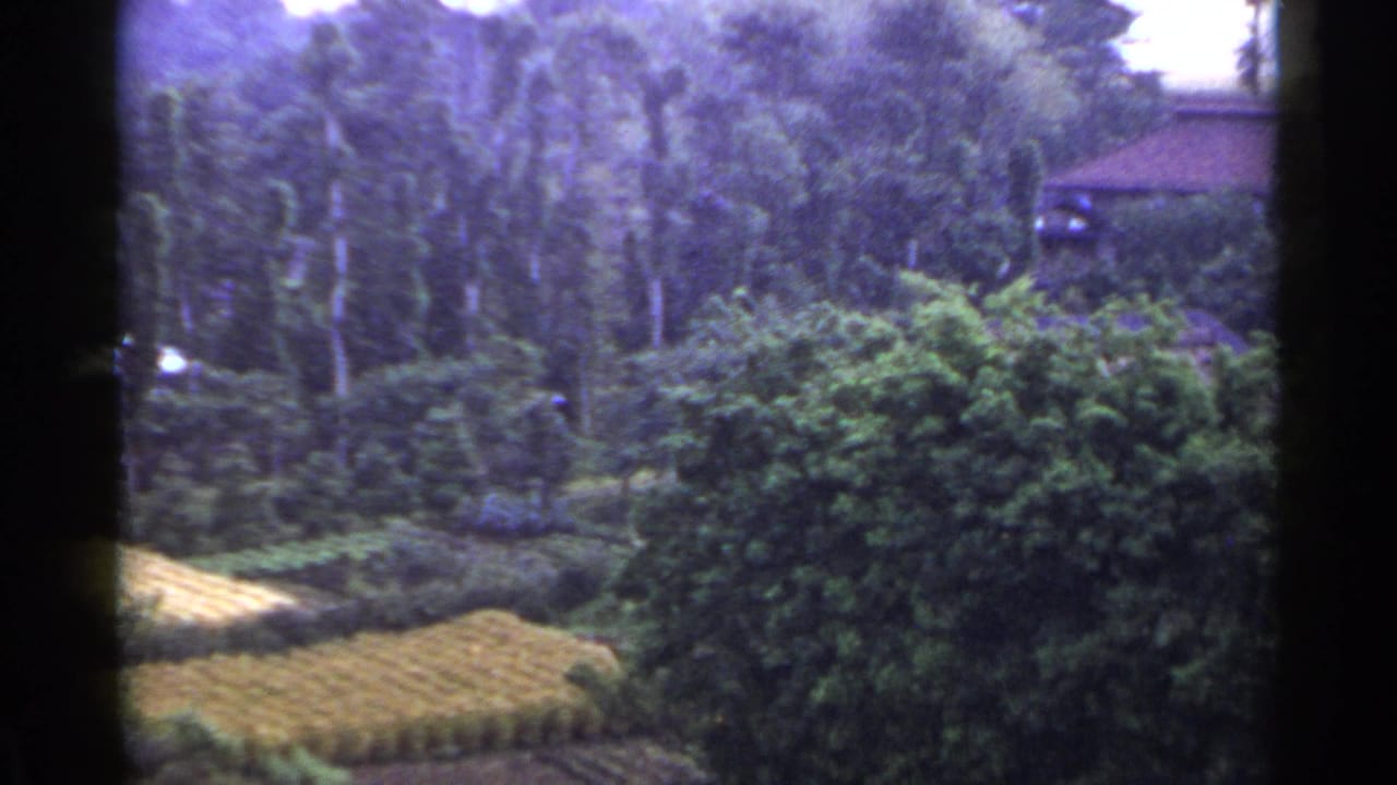 Dense trees and shrubs surround a tiled-roof house seen through dark window-frame edges.