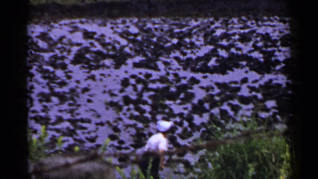 White-capped figure walking beside a muddy flooded paddy with green plants at the edge.